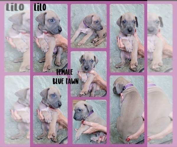 Medium Photo #7 Great Dane Puppy For Sale in CORONA, CA, USA
