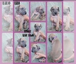 Small #6 Great Dane