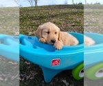 Small Photo #14 Golden Retriever Puppy For Sale in WARRENSBURG, MO, USA