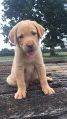 Labrador Retriever Puppy for sale in WILLIAMSON, GA, USA