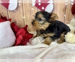 Small #8 Yorkshire Terrier