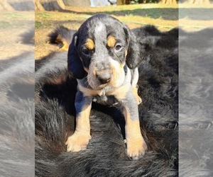 Bluetick Coonhound Puppy for sale in STOKESDALE, NC, USA