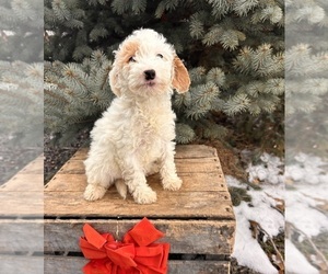 Goldendoodle (Miniature) Puppy for Sale in MIDDLEBURY, Indiana USA