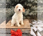 Small Goldendoodle (Miniature)