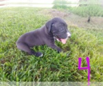 Small Photo #2 Great Dane Puppy For Sale in STOCKTON, MO, USA
