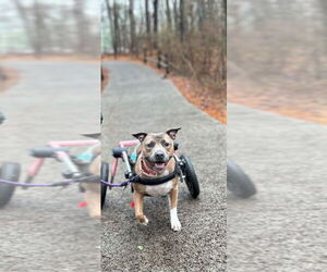 Coral - Female American Pit Bull Terrier-American Staffordshire Terrier Mix Dog for Adoption - Photo #2
