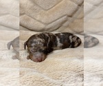 Puppy JJ Aussiedoodle Miniature 