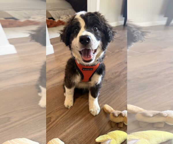 Medium Photo #1 Collie-Unknown Mix Puppy For Sale in St. Louis Park, MN, USA