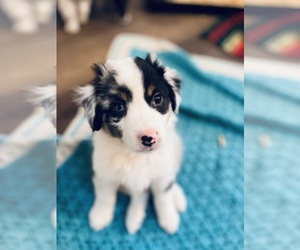 Medium Miniature American Shepherd