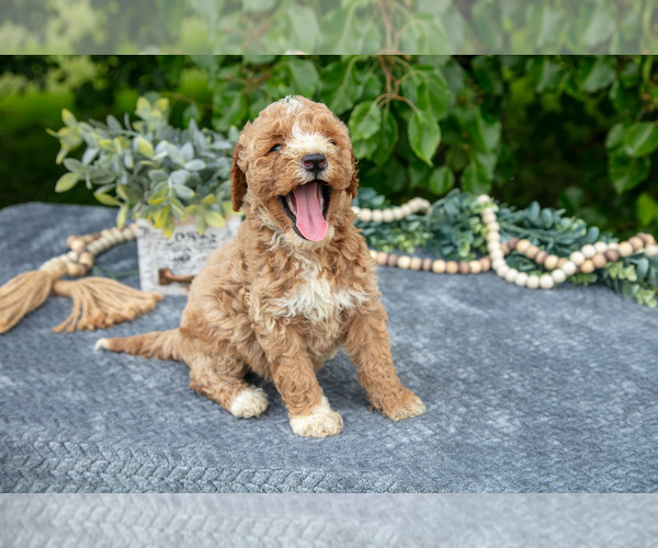 Medium Photo #18 Poodle (Miniature) Puppy For Sale in WOLCOTTVILLE, IN, USA