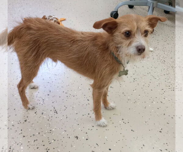 Medium Photo #3 Mutt Puppy For Sale in York, SC, USA