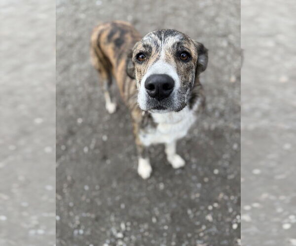 Medium Photo #7 Mutt Puppy For Sale in Elmsford, NY, USA