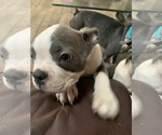 Small Photo #26 Boston Terrier Puppy For Sale in PRAIRIE DU SAC, WI, USA
