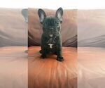 Puppy 3 French Bulldog