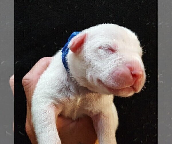 Medium Photo #8 Dogo Argentino Puppy For Sale in JANE, MO, USA