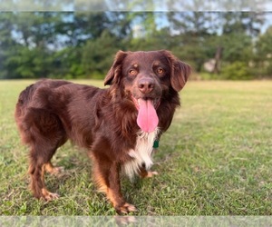 Father of the Australian Shepherd puppies born on 11/03/2024