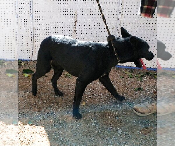Medium Photo #5 Labrador Retriever Puppy For Sale in Apple Valley, CA, USA