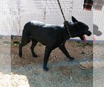 Small #4 Labrador Retriever