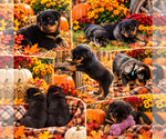 Image preview for Ad Listing. Nickname: Litter of 8