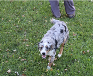 Australian Shepherd Puppy for sale in SEARS, MI, USA