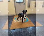 Small #5 Border Collie
