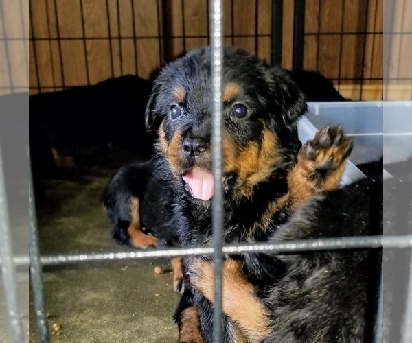 Medium Photo #24 Rottweiler Puppy For Sale in RIEGELWOOD, NC, USA