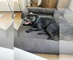 Small #5 Rottweiler-American Pit Bull Terrier