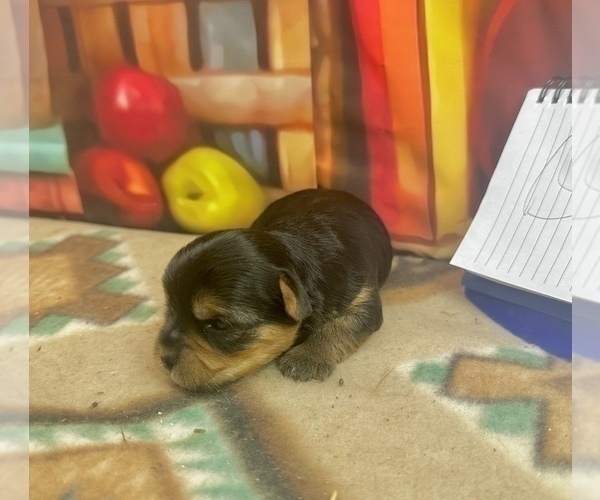 Medium Photo #8 Morkie Puppy For Sale in CASSVILLE, MO, USA