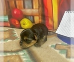 Small #7 Morkie