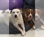 Small #22 Boxer Mix