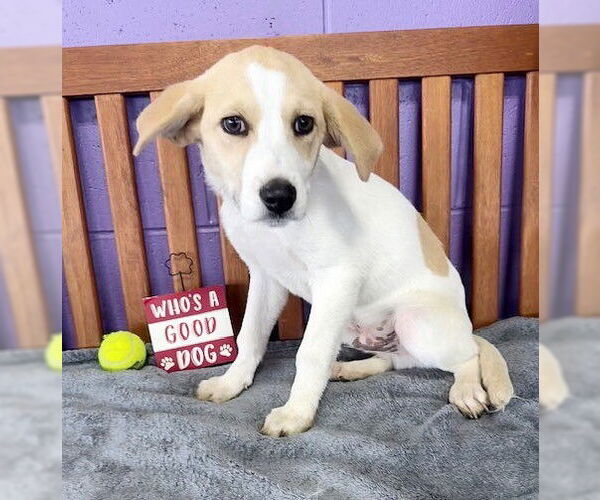 Medium Photo #1 Labbe Puppy For Sale in Genesee, WI, USA