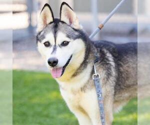 Siberian Husky Dogs for adoption in Camarillo, CA, USA