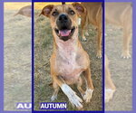 Autumn - Female Black Mouth Cur-Unknown Mix Dog for Adoption - Small photo
