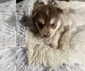 Pomsky Puppy for sale in STOUGHTON, MA, USA