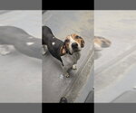 Small English Coonhound