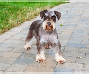 Schnauzer (Miniature) Puppy for sale in SYRACUSE, IN, USA