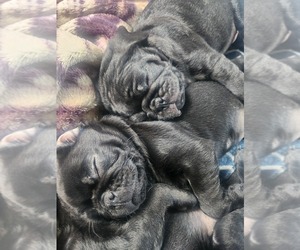 Pug Puppy for sale in LOS ANGELES, CA, USA