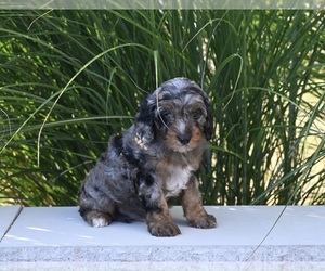 Cavapoo Puppy for sale in MILLERSBURG, OH, USA