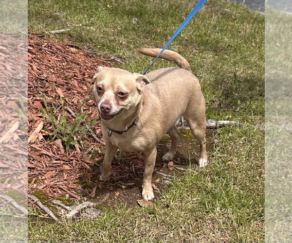 Medium Photo #5 Chihuahua Puppy For Sale in Garner, NC, USA