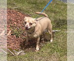 Small #4 Chihuahua