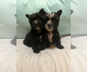 Silky Tzu Puppy for sale in MACON, GA, USA