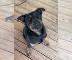 Small Retriever  Mix