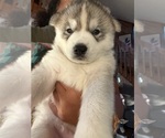 Puppy Grey Siberian Husky