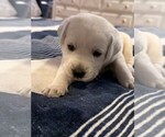 Small #1 Labrador Retriever