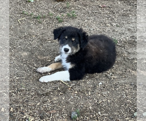 Medium Photo #3 Border-Aussie Puppy For Sale in CONVERSE, IN, USA