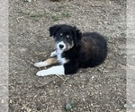 Small Photo #3 Border-Aussie Puppy For Sale in CONVERSE, IN, USA