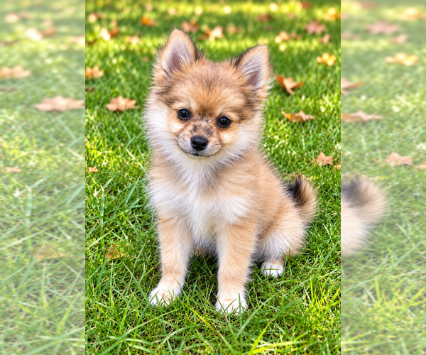 Medium Photo #6 Chiranian Puppy For Sale in FAIR HAVEN, MI, USA
