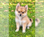 Nugget - Male Chiranian Puppy for Sale - Photo #6