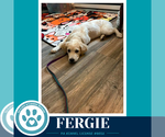 Small Photo #11 Aussiedor Puppy For Sale in Kimberton, PA, USA