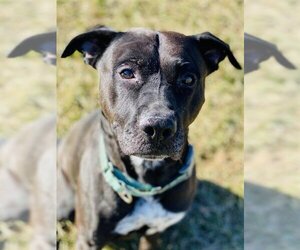American Staffordshire Terrier-Labrador Retriever Mix Dogs for adoption in Westminster, MD, USA